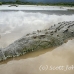 crocodile_american_tar_h_1142_cos2090.jpg